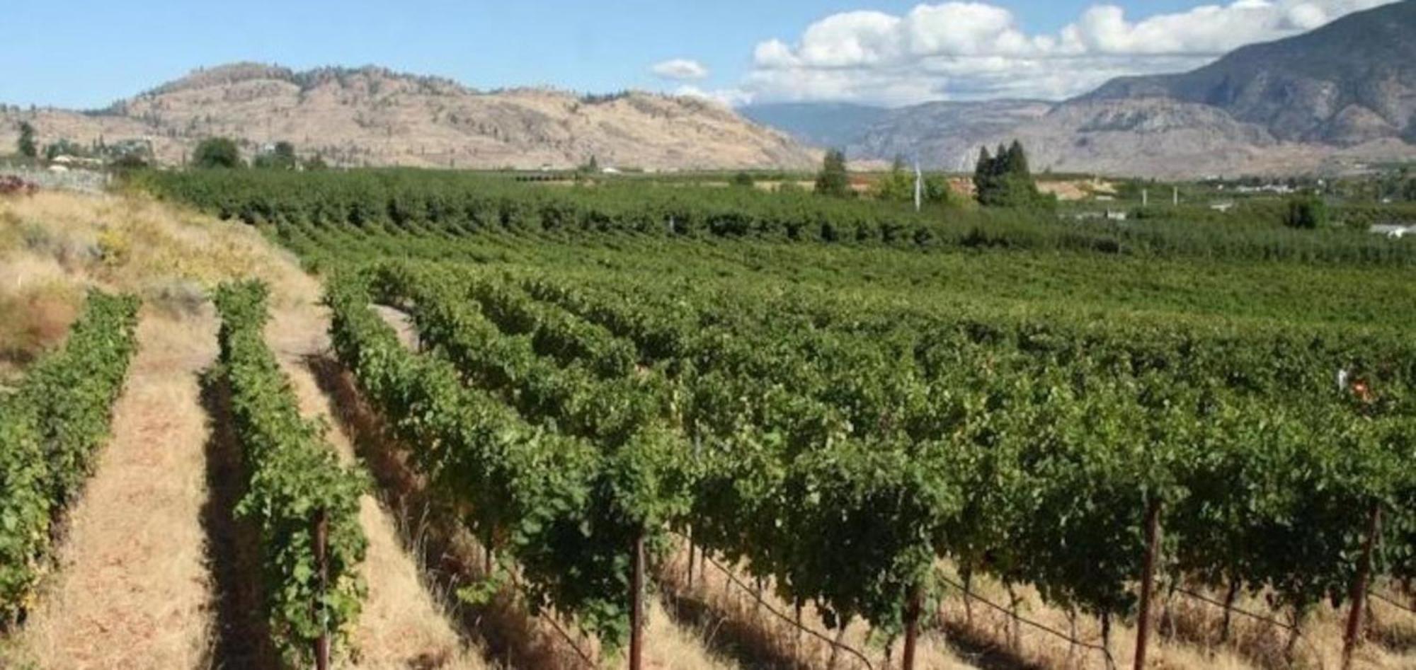 Holiday Inn Hotel & Suites Osoyoos By Ihg Eksteriør billede
